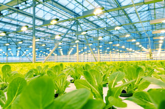 Choosing a Layout for Your Commercial Grow Facility Design