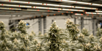 How Cannabis Equipment Rebate Programs Can Boost Your Bottom Line