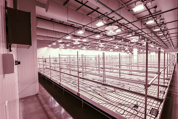 Cannabis Cultivation