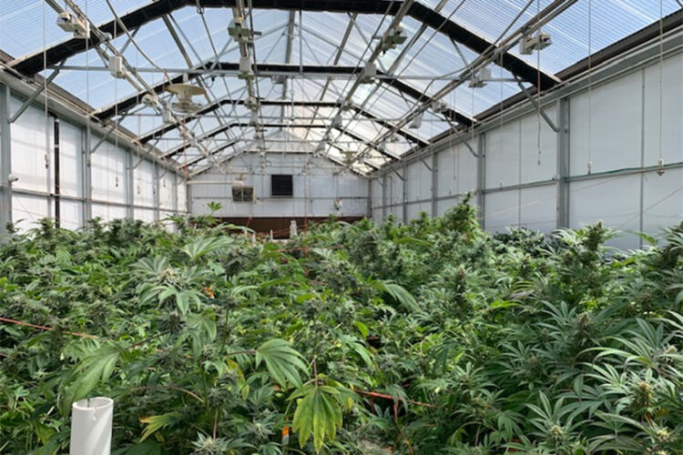 Cannabis Cultivation