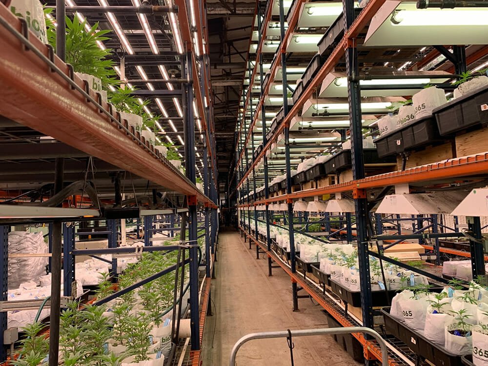 Cannabis Cultivation