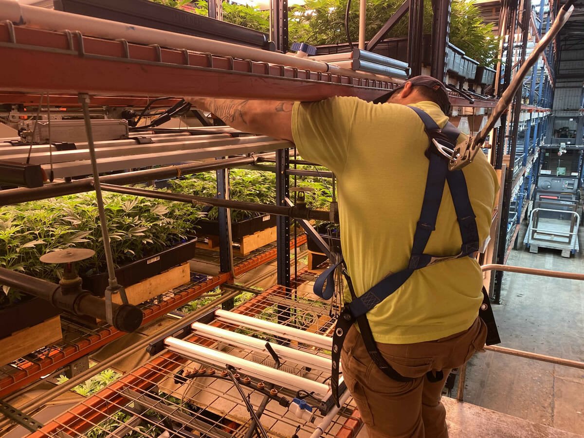 Cannabis Cultivation